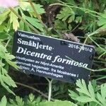 Dicentra formosa その他の提案
