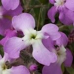 Matthiola tricuspidata Flower