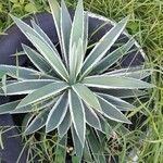 Agave vivipara Fuelha