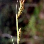 Carex borbonica