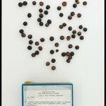 Euterpe catinga Fruto