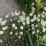 Anthemis arvensis Хабит