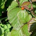 Rubus ferus Folha