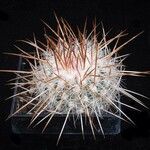 Stenocactus vaupelianus Агульны выгляд