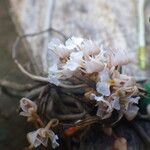 Microcoelia macrorrhynchia Flor