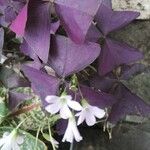 Oxalis triangularis برگ