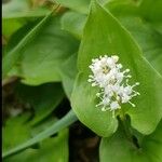 Maianthemum bifolium Цветок