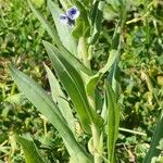 Cynoglossum creticum Blad