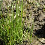 Juncus triglumis Celota