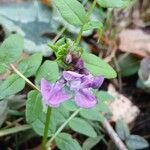 Vicia sepium फूल