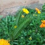 Hordeum pusillum Feuille