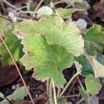 Heuchera villosaبرگ