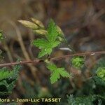 Geranium divaricatum Beste bat