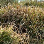 Carex pendula Leaf