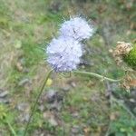 Succisella inflexa Flower