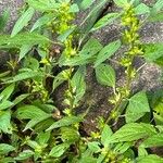 Acalypha virginica Blatt