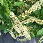 Itea virginica Folha