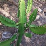 Euphorbia kamerunica Hoja