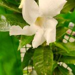 Mandevilla splendens