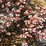 Sedum andegavense 形態