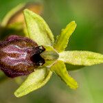 Ophrys exaltata Інше