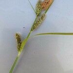 Carex acutiformis Kukka