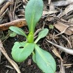 Symphyotrichum laeve Feuille