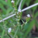 Valerianella dentata Çiçek