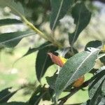 Salix daphnoides Лист