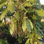 Quercus pubescens Feuille