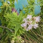 Pycnanthemum verticillatum Kukka