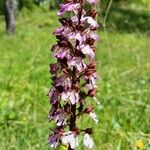 Orchis purpureaFlower