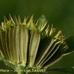 Bidens vulgata Frukt