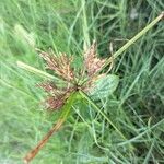 Cyperus polystachyos 果實