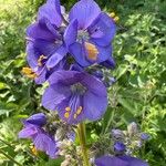 Polemonium caeruleum 花