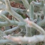 Euphorbia gariepina