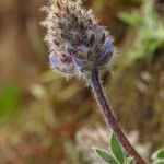 Lupinus sellulus Flower