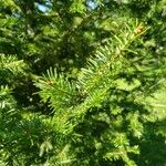 Abies balsamea 叶