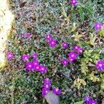 Spergularia purpurea Blüte