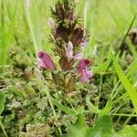 Pedicularis sylvaticaHoja