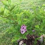 Syringa josikaea Flower