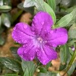 Ruellia humilis Kvet