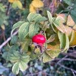 Rosa majalis Fruit