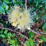 Syzygium samarangense Flower