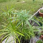 Cyperus alternifoliusFrunză