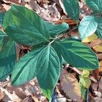Cajanus cajan Leaf