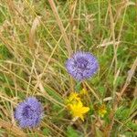 Jasione montanaFlower