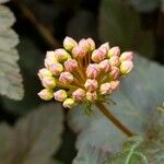 Physocarpus opulifolius Kvet