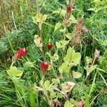 Trifolium incarnatum Habit