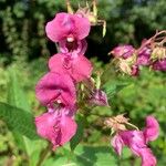 Impatiens glanduliferaFlower